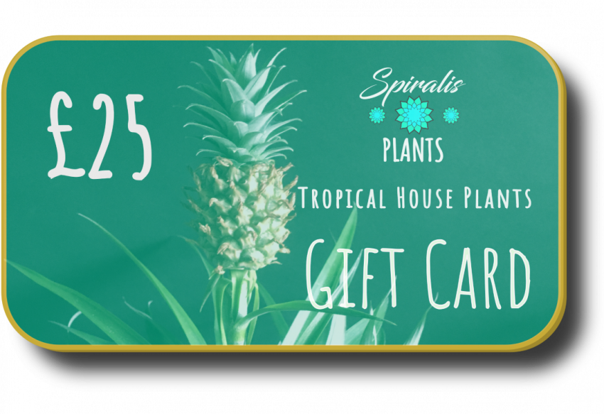Online House Plant Gift Card Voucher £25