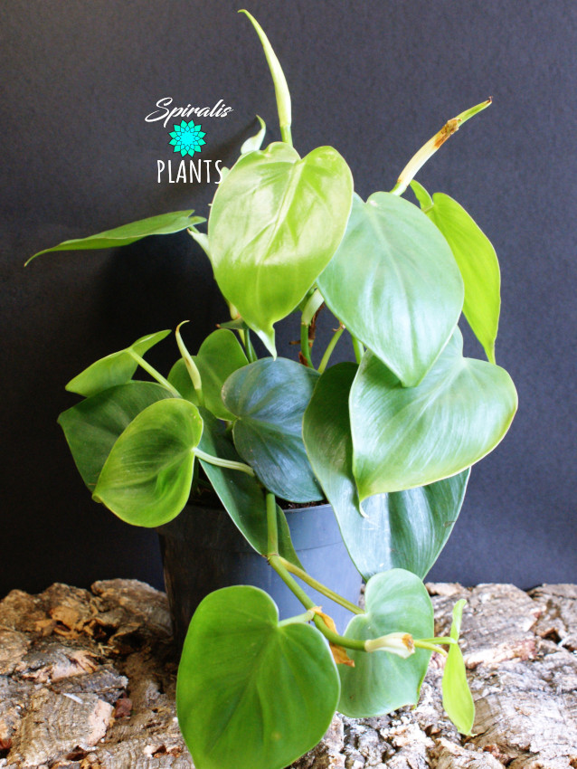 philodendron hederaceum scandens trailing house plant