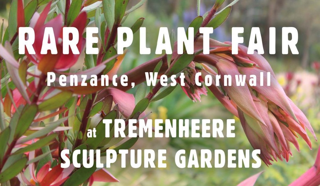 Tremenheere gardens rare plant fair
